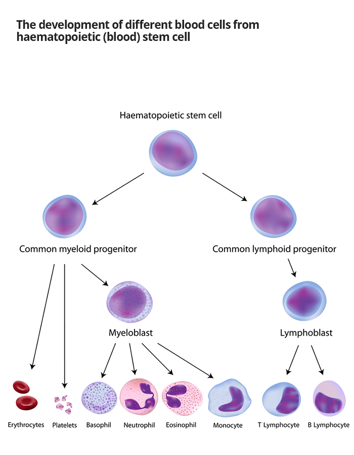 Photo showing the development of different blood cells from haematopoietic (blood) stem cell